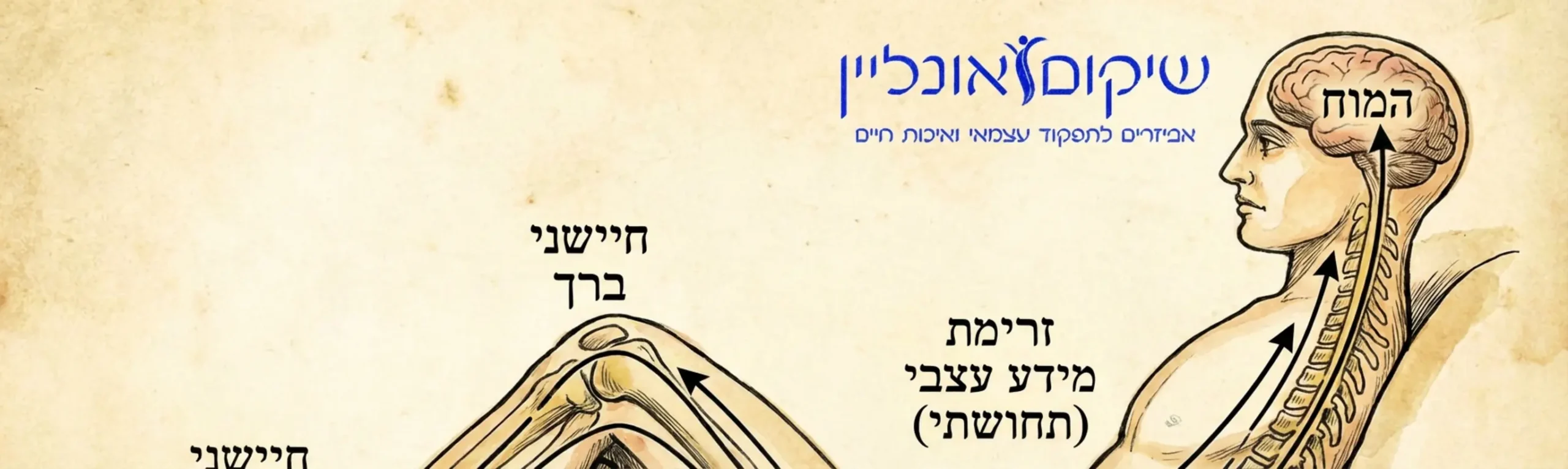 איור אנטומי פשוט הממחיש את הקשר בין חיישנים בקרסול ובברך לבין המוח, עם חצים המראים את זרימת המידע העצבי